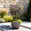 Plant op Stam- Syringa meyeri Palibin - Terrasplant - Bladverliezend - Winterhard- Paarse Bloem - Pot 19cm Hoogte 90cm