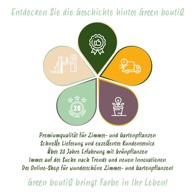 Plant op Stam- Syringa meyeri Palibin - Terrasplant - Bladverliezend - Winterhard- Paarse Bloem - Pot 19cm Hoogte 90cm