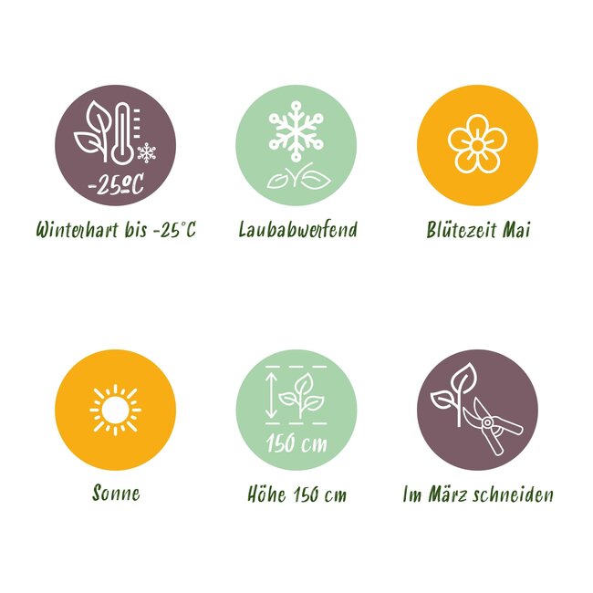 Plant op Stam- Syringa meyeri Palibin - Terrasplant - Bladverliezend - Winterhard- Paarse Bloem - Pot 19cm Hoogte 90cm