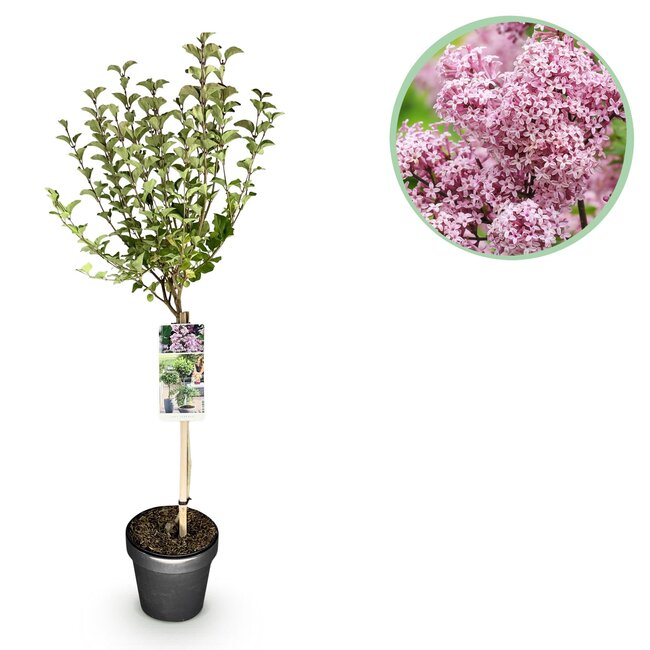 Plant op Stam- Syringa meyeri Palibin - Terrasplant - Bladverliezend - Winterhard- Paarse Bloem - Pot 19cm Hoogte 90cm