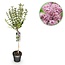 Plant op Stam- Syringa meyeri Palibin - Terrasplant - Bladverliezend - Winterhard- Paarse Bloem - Pot 19cm Hoogte 90cm