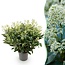 Groene boutiQ - Terrasplant - Skimmia japonica Finchy - Bloem Wit - 40+ Bloemen - 1 Plant - Winterhard - Pot 19cm Hoogte 60cm