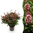 1x - Terrasplant - Skimmia japonica Rubella - Bloem Rood - 40+ Bloemen - 1 Plant - Winterhard - Pot 19cm Hoogte 60cm