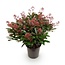 1x - Terrasplant - Skimmia japonica Rubella - Bloem Rood - 40+ Bloemen - 1 Plant - Winterhard - Pot 19cm Hoogte 60cm