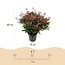 1x - Terrasplant - Skimmia japonica Rubella - Bloem Rood - 40+ Bloemen - 1 Plant - Winterhard - Pot 19cm Hoogte 60cm