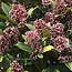 1x - Terrasplant - Skimmia japonica Rubella - Bloem Rood - 40+ Bloemen - 1 Plant - Winterhard - Pot 19cm Hoogte 60cm
