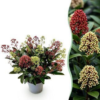 1x - Terrasplant - Skimmia japonica Festival - Bloem Wit & Rood - 15+ Bloemen - 1 Plant - Winterhard - Pot 15cm Hoogte 30cm