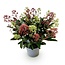 1x - Terrasplant - Skimmia japonica Festival - Bloem Wit & Rood - 15+ Bloemen - 1 Plant - Winterhard - Pot 15cm Hoogte 30cm