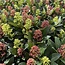 1x - Terrasplant - Skimmia japonica Festival - Bloem Wit & Rood - 15+ Bloemen - 1 Plant - Winterhard - Pot 15cm Hoogte 30cm