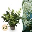 Groene boutiQ - Terrasplant - Skimmia japonica Finchy - Bloem Wit - 10+ Bloemen - 2 Planten - Winterhard - Pot 10,5cm Hoogte 25cm