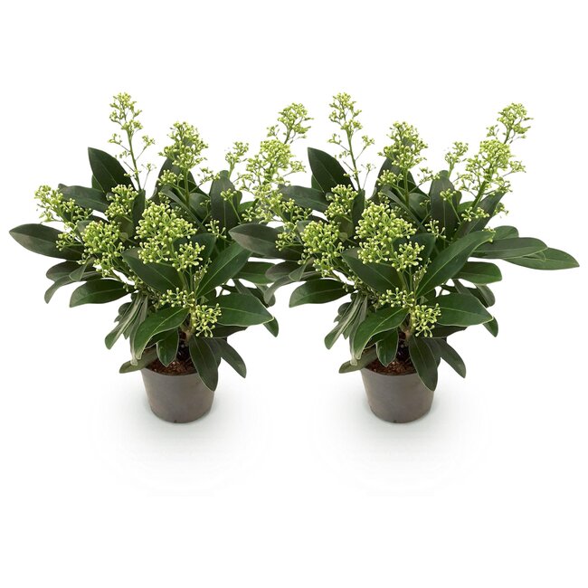 Groene boutiQ - Terrasplant - Skimmia japonica Finchy - Bloem Wit - 10+ Bloemen - 2 Planten - Winterhard - Pot 10,5cm Hoogte 25cm