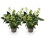 Groene boutiQ - Terrasplant - Skimmia japonica Finchy - Bloem Wit - 10+ Bloemen - 2 Planten - Winterhard - Pot 10,5cm Hoogte 25cm