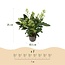 Groene boutiQ - Terrasplant - Skimmia japonica Finchy - Bloem Wit - 10+ Bloemen - 2 Planten - Winterhard - Pot 10,5cm Hoogte 25cm