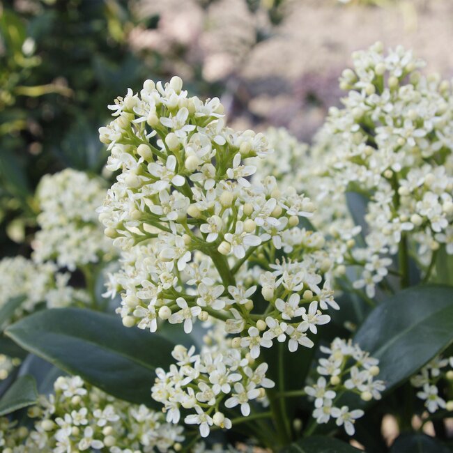 Groene boutiQ - Terrasplant - Skimmia japonica Finchy - Bloem Wit - 10+ Bloemen - 2 Planten - Winterhard - Pot 10,5cm Hoogte 25cm