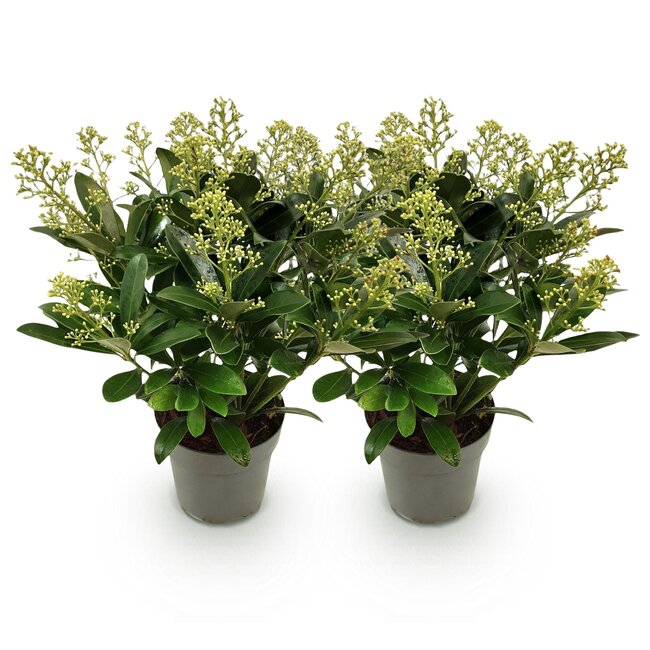 Groene boutiQ - Terrasplant - Skimmia japonica Finchy - Bloem Wit - 15+ Bloemen - 2 Planten - Winterhard - Pot 15cm Hoogte 30cm