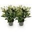Groene boutiQ - Terrasplant - Skimmia japonica Finchy - Bloem Wit - 15+ Bloemen - 2 Planten - Winterhard - Pot 15cm Hoogte 30cm