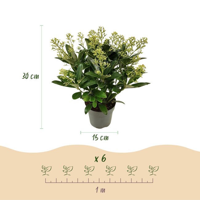 Groene boutiQ - Terrasplant - Skimmia japonica Finchy - Bloem Wit - 15+ Bloemen - 2 Planten - Winterhard - Pot 15cm Hoogte 30cm
