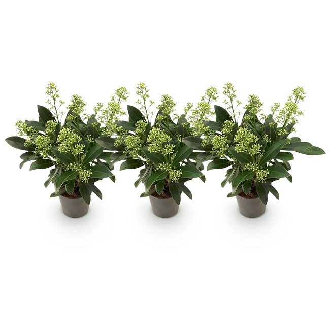 Groene boutiQ - Terrasplant - Skimmia japonica Finchy - Bloem Wit - 10+ Bloemen - 3 Planten - Winterhard - Pot 10,5cm Hoogte 25cm