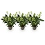 Groene boutiQ - Terrasplant - Skimmia japonica Finchy - Bloem Wit - 10+ Bloemen - 3 Planten - Winterhard - Pot 10,5cm Hoogte 25cm