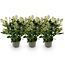 Groene boutiQ - Terrasplant - Skimmia japonica Finchy - Bloem Wit - 15+ Bloemen - 3 Planten - Winterhard - Pot 15cm Hoogte 30cm