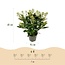 Groene boutiQ - Terrasplant - Skimmia japonica Finchy - Bloem Wit - 15+ Bloemen - 3 Planten - Winterhard - Pot 15cm Hoogte 30cm