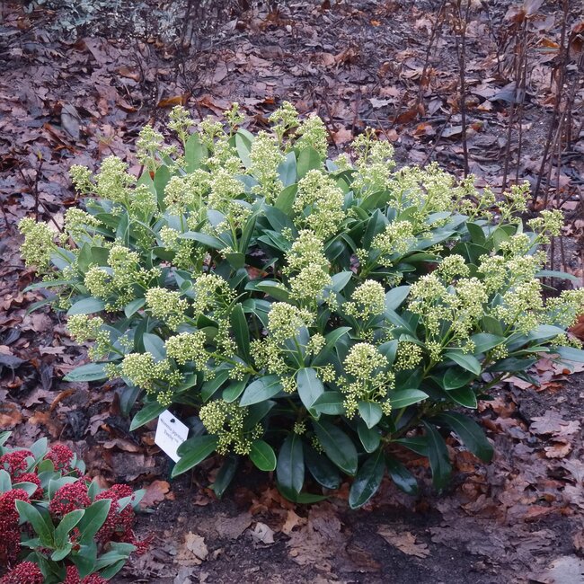Groene boutiQ - Terrasplant - Skimmia japonica Finchy - Bloem Wit - 15+ Bloemen - 3 Planten - Winterhard - Pot 15cm Hoogte 30cm