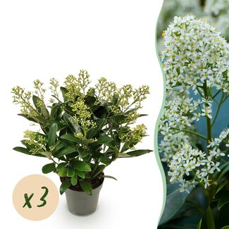 Groene boutiQ - Terrasplant - Skimmia japonica Finchy - Bloem Wit - 15+ Bloemen - 3 Planten - Winterhard - Pot 15cm Hoogte 30cm