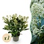 Groene boutiQ - Terrasplant - Skimmia japonica Finchy - Bloem Wit - 15+ Bloemen - 3 Planten - Winterhard - Pot 15cm Hoogte 30cm