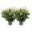 Groene boutiQ - Terrasplant - Skimmia japonica Finchy - Bloem Wit - 40+ Bloemen - 2 Planten - Winterhard - Pot 19cm Hoogte 60cm