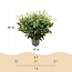 Groene boutiQ - Terrasplant - Skimmia japonica Finchy - Bloem Wit - 40+ Bloemen - 2 Planten - Winterhard - Pot 19cm Hoogte 60cm