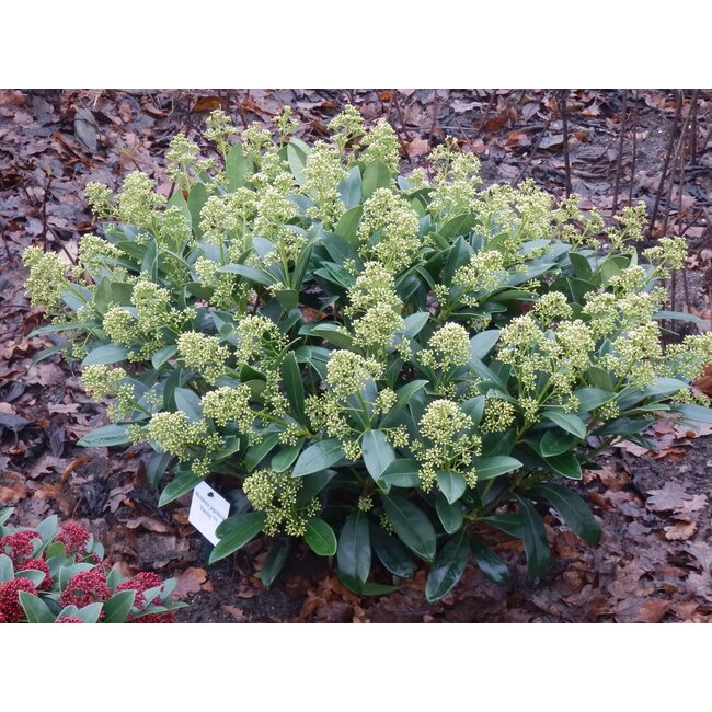 Groene boutiQ - Terrasplant - Skimmia japonica Finchy - Bloem Wit - 40+ Bloemen - 2 Planten - Winterhard - Pot 19cm Hoogte 60cm