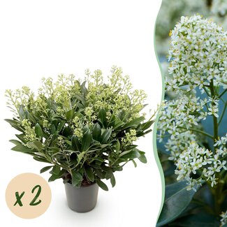 Groene boutiQ - Terrasplant - Skimmia japonica Finchy - Bloem Wit - 40+ Bloemen - 2 Planten - Winterhard - Pot 19cm Hoogte 60cm