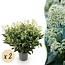 Groene boutiQ - Terrasplant - Skimmia japonica Finchy - Bloem Wit - 40+ Bloemen - 2 Planten - Winterhard - Pot 19cm Hoogte 60cm