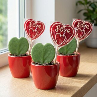 Sweetheart Plantenset - Groene Mini Gift - Pot & Plantenset - Rood