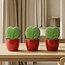Sweetheart Plantenset - Groene Mini Gift - Pot & Plantenset - Rood