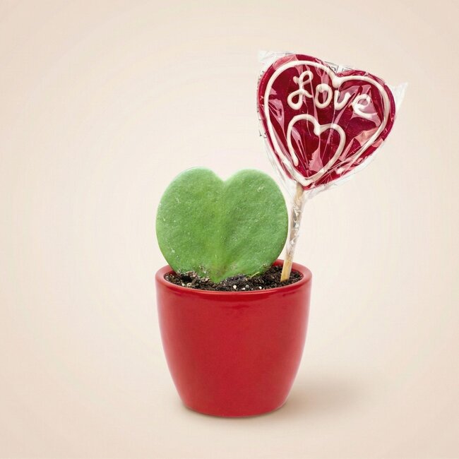 Sweetheart Plantenset - Groene Mini Gift - Pot & Plantenset - Rood