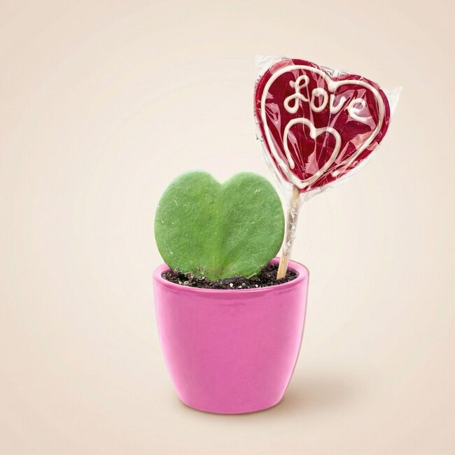 Sweetheart Plantenset - Groene Mini Gift - Pot & Plantenset - Roze