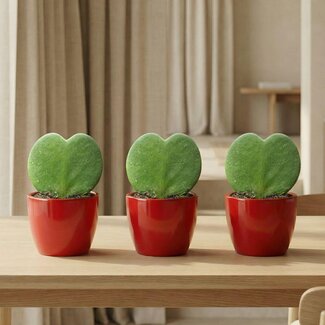 Sweetheart Plant Set (Hoya Kerrii ) - 3x Pot & Plant - Rood