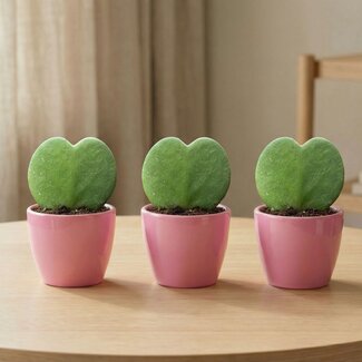 Sweetheart Plant Set (Hoya Kerrii ) - 3x Pot & Plant