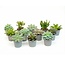 Set of 12 - Succulent Mix Set - Assorted Succulents in 6 cm Pots (8–12 cm high)