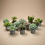 Set of 12 - Succulent Mix Set - Assorted Succulents in 6 cm Pots (8–12 cm high)