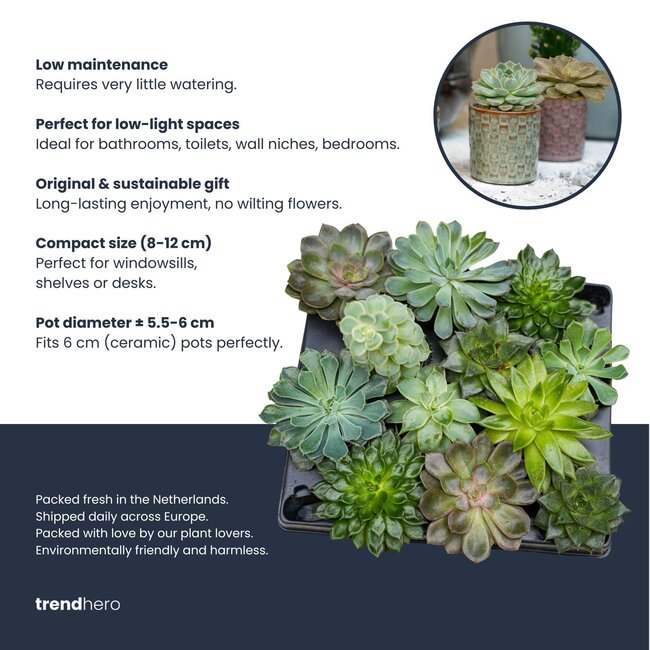 Set of 12 - Succulent Mix Set - Assorted Succulents in 6 cm Pots (8–12 cm high)