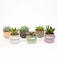 Succulenten Set van 6 in Keramische Mini Potjes Barcelona - ↑ 8–12 cm