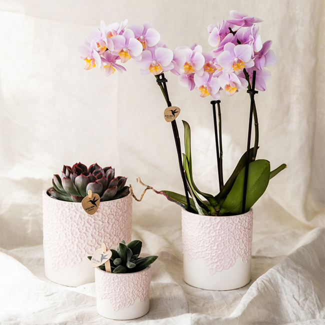 Kolibri Orchids | Roze orchidee Portugal + Bloom sierpot - potmaat Ø9cm | bloeiende kamerplant - vers van de kweker