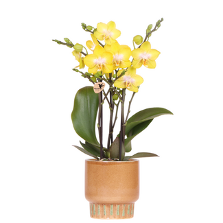 Gele Albenga orchidee + Bold Cognac sierpot – potmaat Ø9cm | bloeiende kamerplant – vers van de kweker