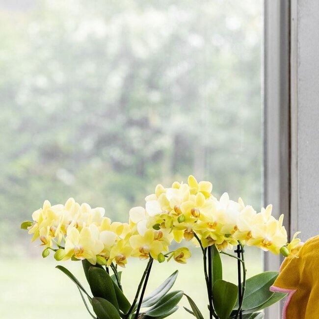 Gele Albenga orchidee + Bold Cognac sierpot – potmaat Ø9cm | bloeiende kamerplant – vers van de kweker