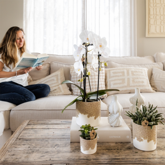 Witte Niagara Falls orchidee + Bloom zand sierpot – potmaat Ø12cm | bloeiende kamerplant – vers van de kweker