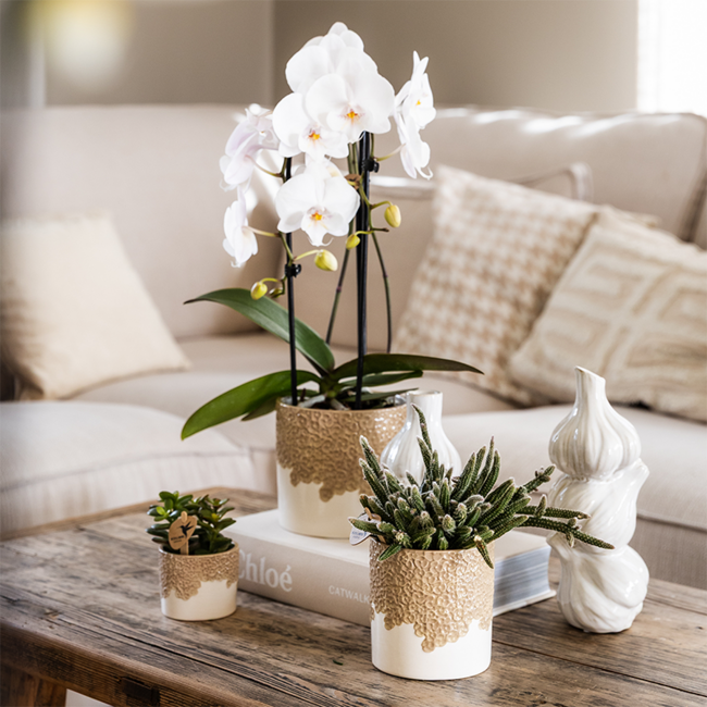 Witte Niagara Falls orchidee + Bloom zand sierpot – potmaat Ø12cm | bloeiende kamerplant – vers van de kweker