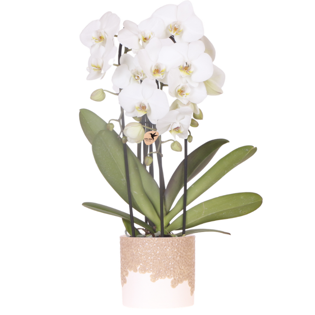 Witte Niagara Falls orchidee + Bloom zand sierpot – potmaat Ø12cm | bloeiende kamerplant – vers van de kweker