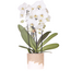 Witte Niagara Falls orchidee + Bloom zand sierpot – potmaat Ø12cm | bloeiende kamerplant – vers van de kweker